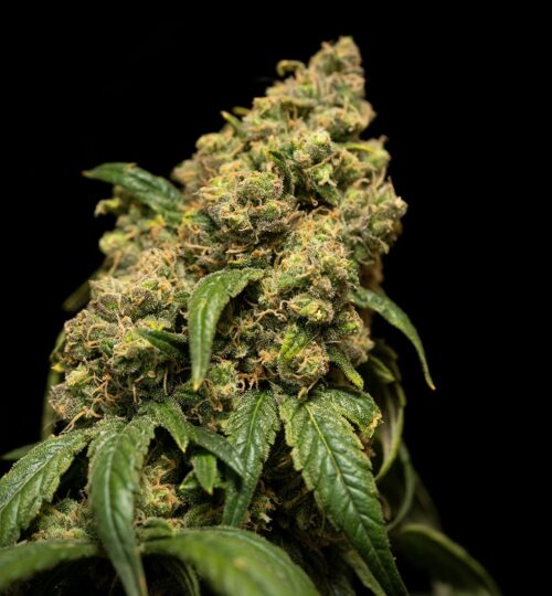 Cannabis Ready to Harvest